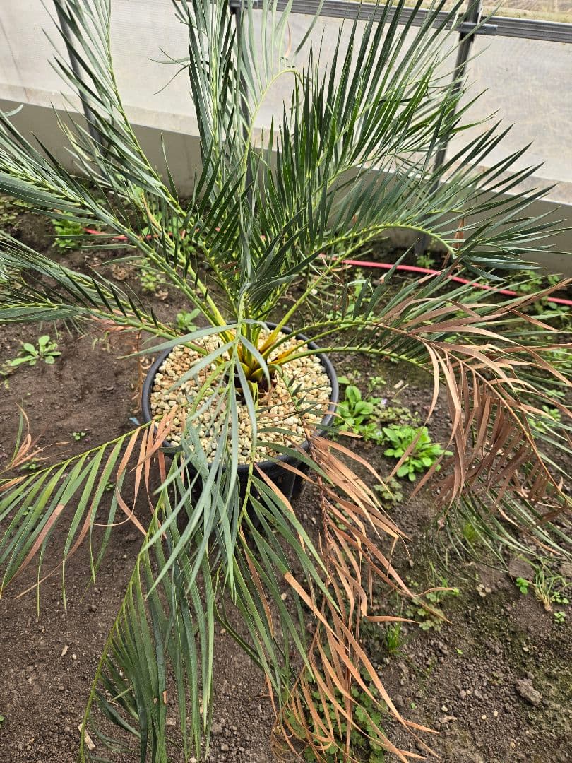 マクロザミア　ムーレイ