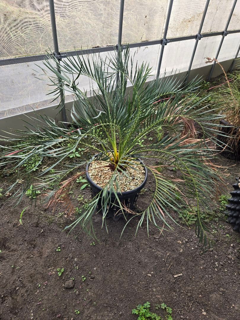 マクロザミア　ムーレイ