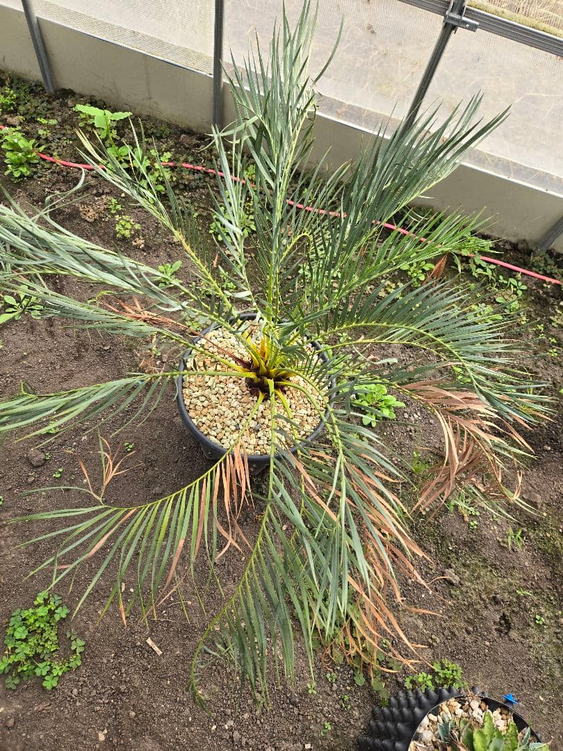 マクロザミア　ムーレイ