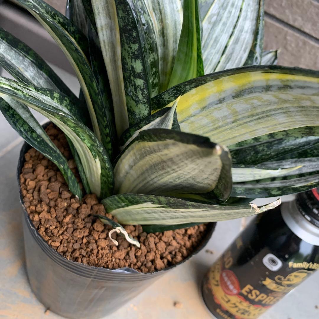 Sansevieria Hahnii Silver Zebra - メルカリ
