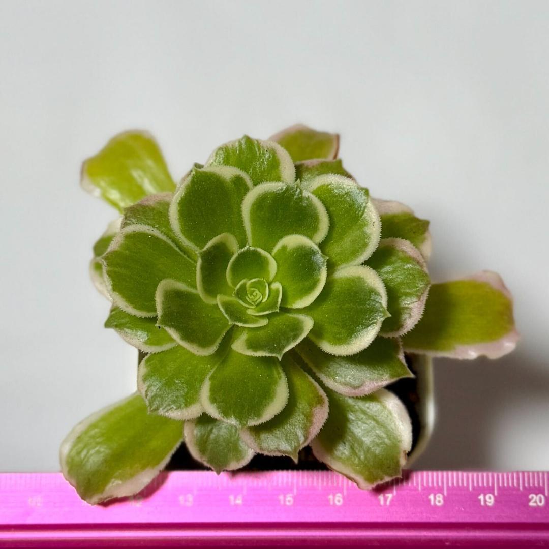 アエオニウム 抜き苗2コセット 五色瑠璃 雨花石【多肉植物】 - メルカリ