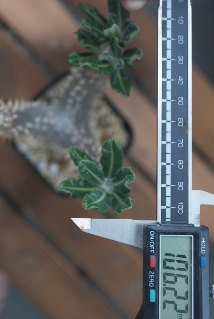 パキポディウム タッキー 大株　開花株