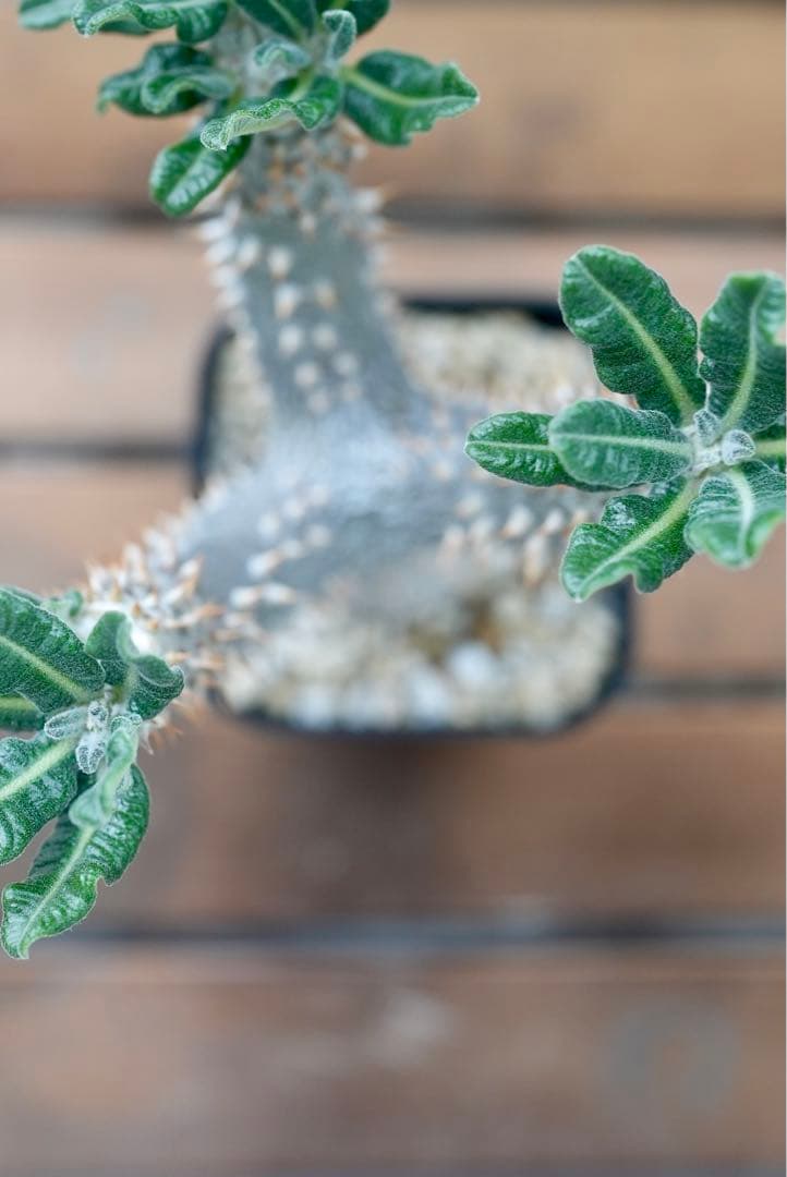 パキポディウム タッキー 大株　開花株