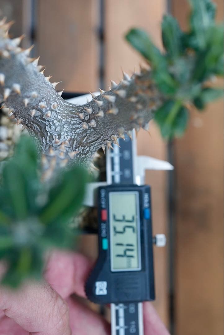 パキポディウム タッキー 大株　開花株