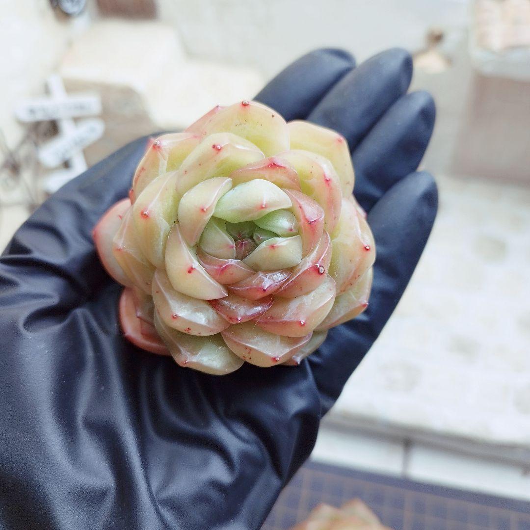 オーシャンソング◎多肉植物 カット苗 韓国苗 エケベリア等