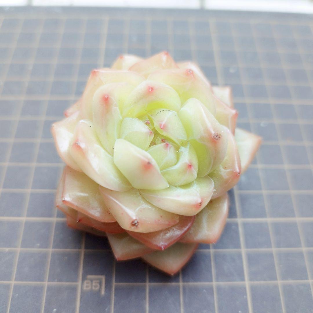 オーシャンソング◎多肉植物 カット苗 韓国苗 エケベリア等