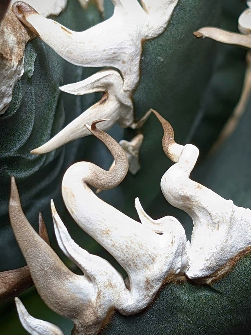 変異株【 海王最上級優良血統】\"海王\"　アガベ　チタノタ　胴切り天芽子株