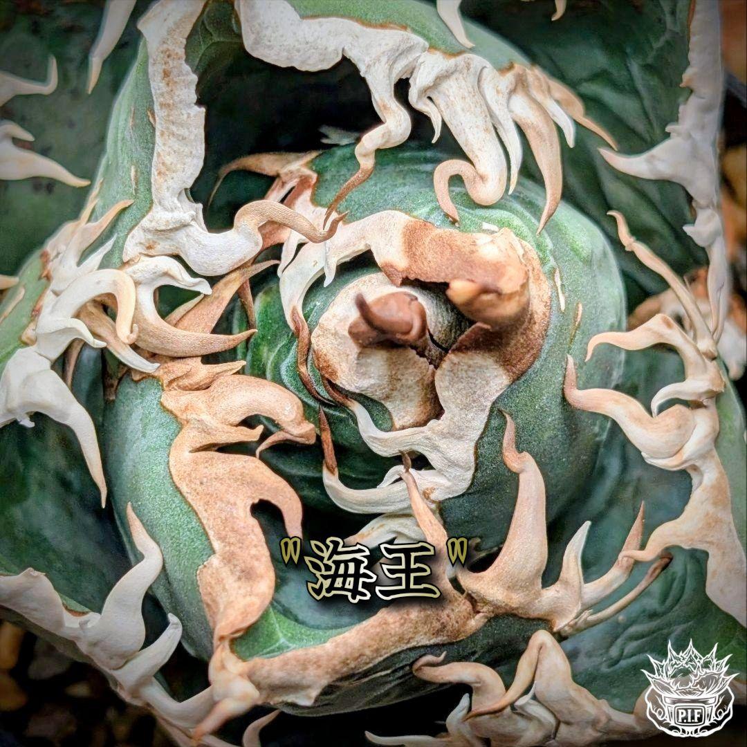 変異株【 海王最上級優良血統】\"海王\"　アガベ　チタノタ　胴切り天芽子株