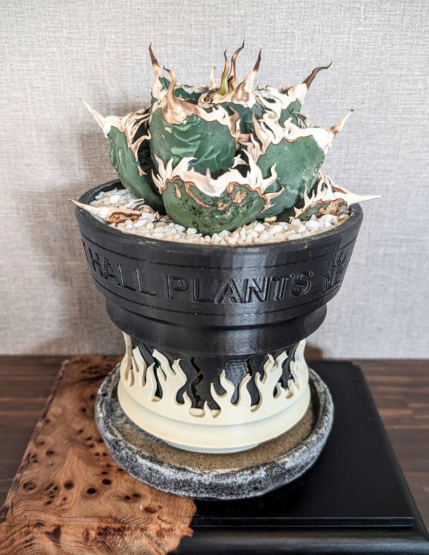 変異株【 海王最上級優良血統】\"海王\"　アガベ　チタノタ　胴切り天芽子株