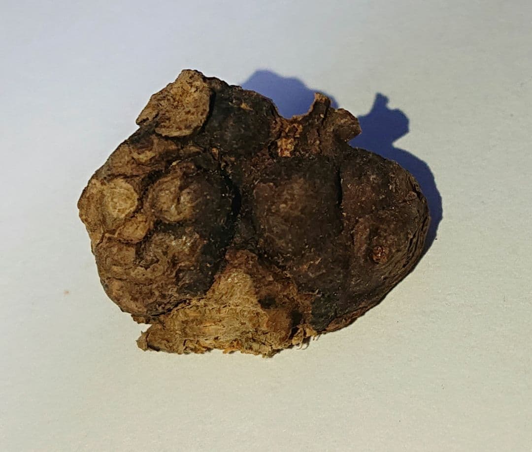 聞香・柬蒲寨産 根瘤黄花梨