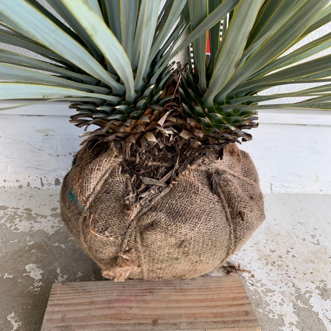 二本立ち ユッカ ロストラータ 【株立ち/ドライガーデン/ロック