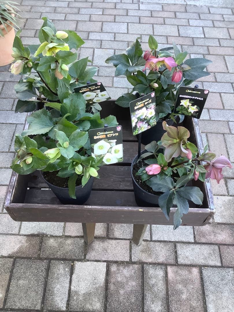 さかえ‼️氷の薔薇シリーズ　クリスマスローズ＊ビアンコ