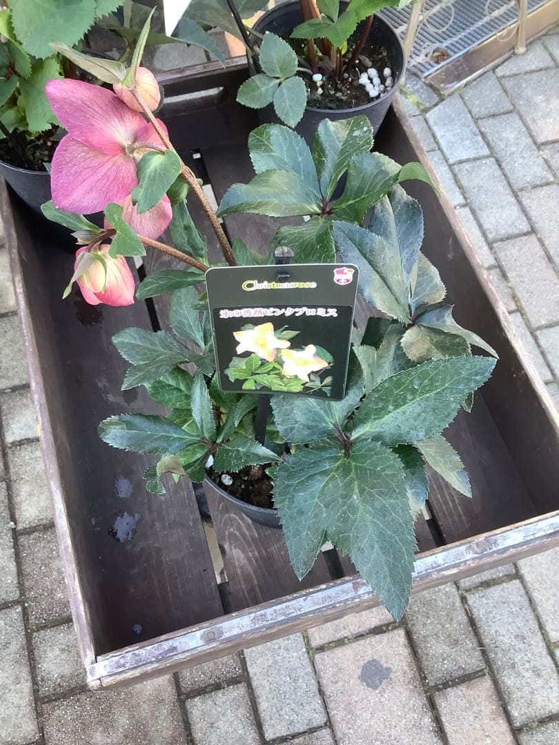 さかえ‼️氷の薔薇シリーズ　クリスマスローズ＊ビアンコ