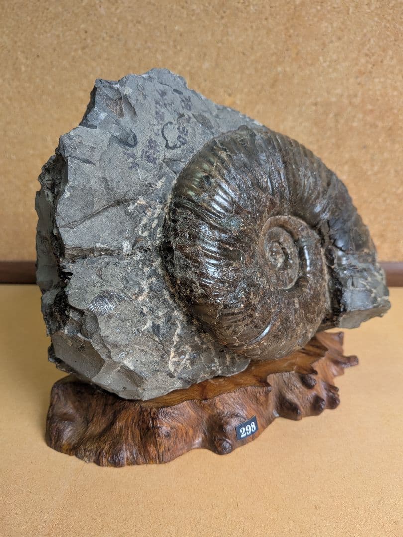 アンモナイト化石 13.0㎝(298)