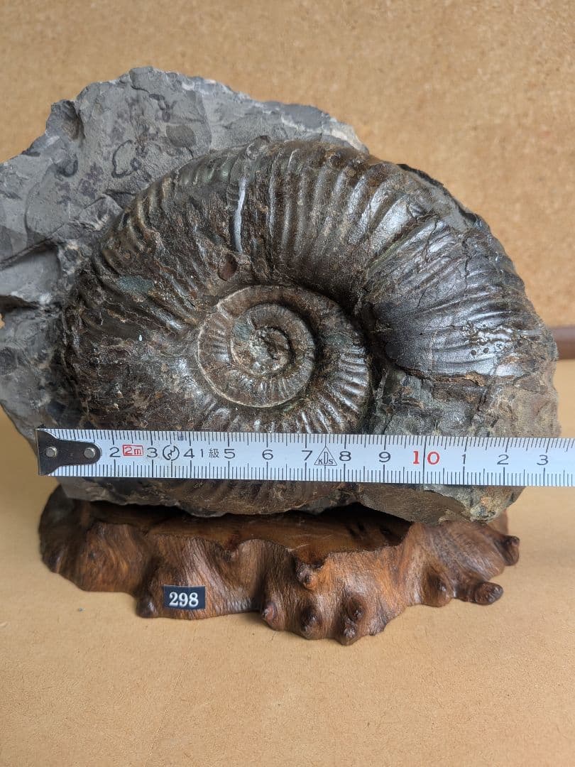 アンモナイト化石 13.0㎝(298)