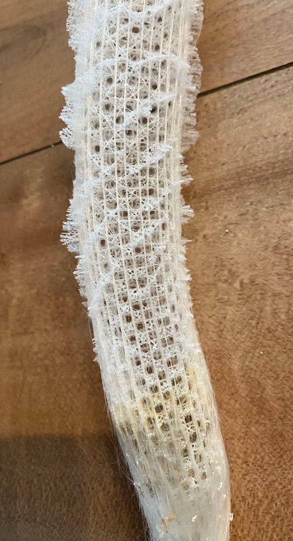 カイロウドウケツ　標本