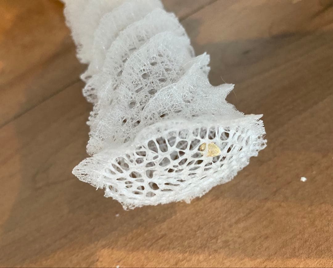 カイロウドウケツ　標本