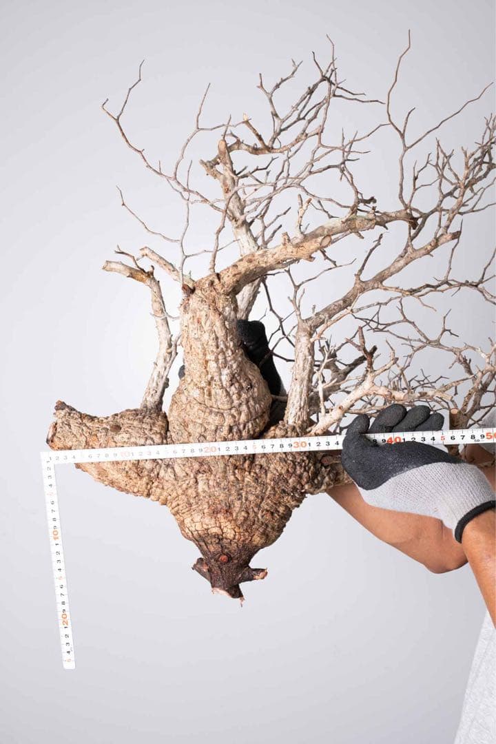 KP116 オペルクリカリア パキプス コーデックス ベアルート株