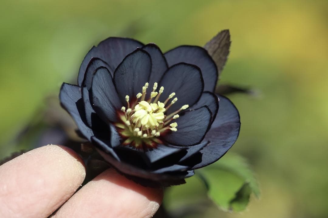 バカ息子と親バカ様専用 クリスマスローズ 開花実績株 苗 セット