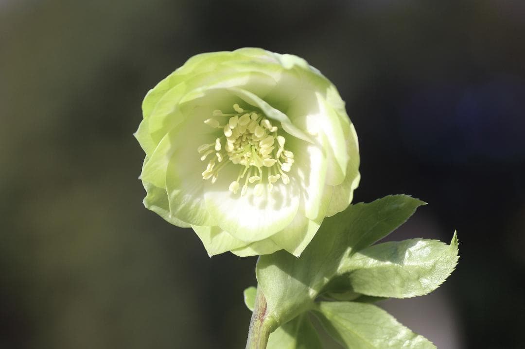 バカ息子と親バカ様専用 クリスマスローズ 開花実績株 苗 セット