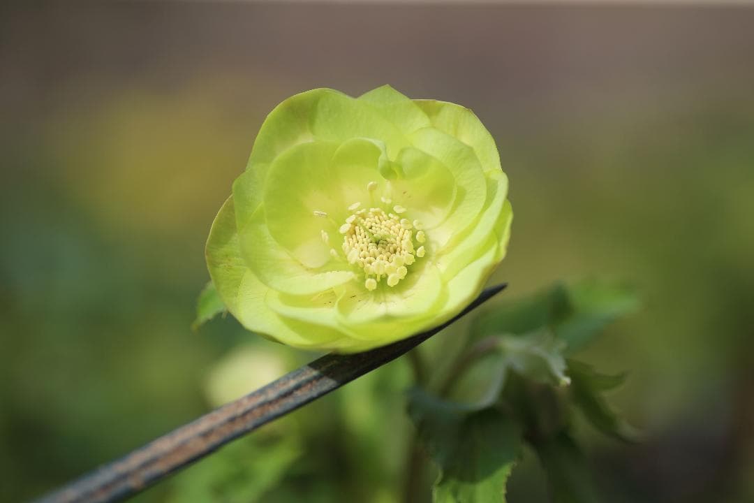 バカ息子と親バカ様専用 クリスマスローズ 開花実績株 苗 セット