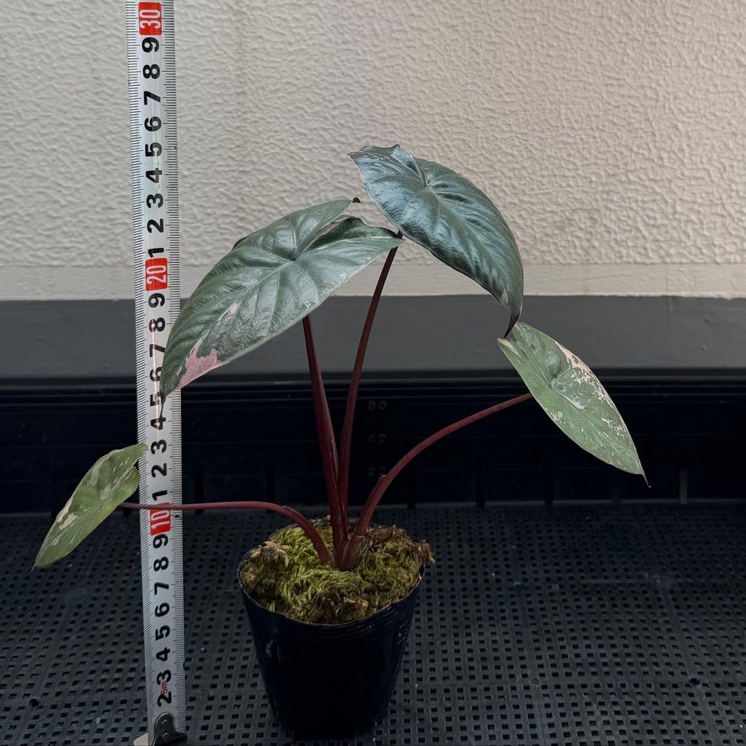 希少 アロカシア ピンクセレンディピティ 斑入り 鉢ごとメルカリ便