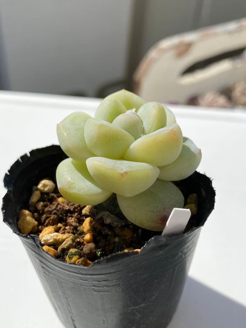 多肉植物　アイスグリーン