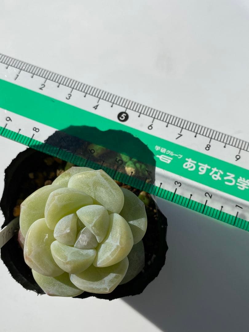 多肉植物　アイスグリーン