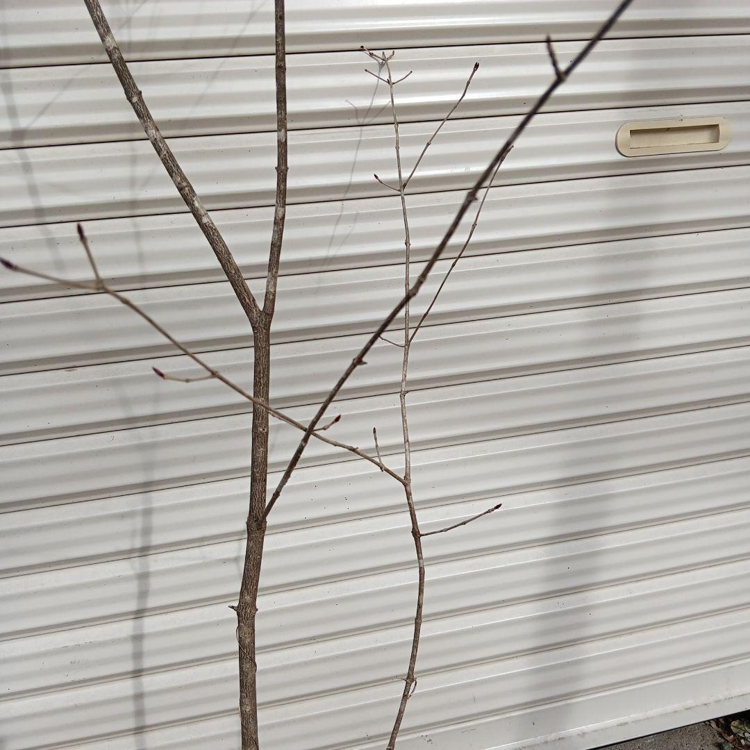 オトコヨウゾメ　山採り