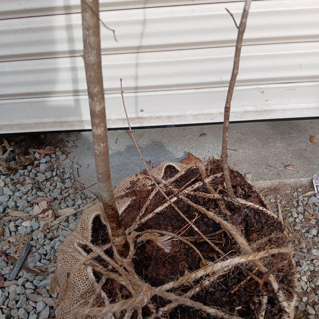 オトコヨウゾメ　山採り