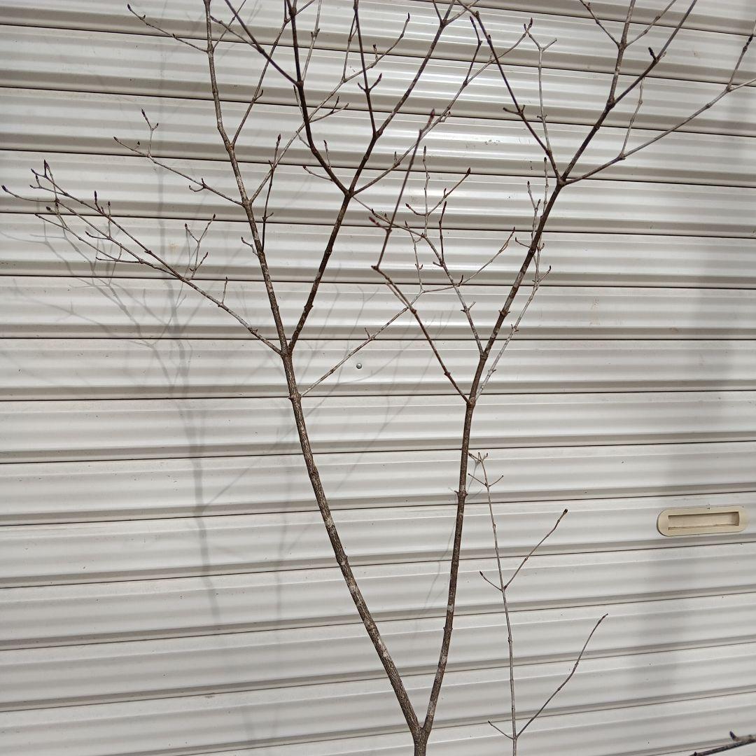 オトコヨウゾメ　山採り