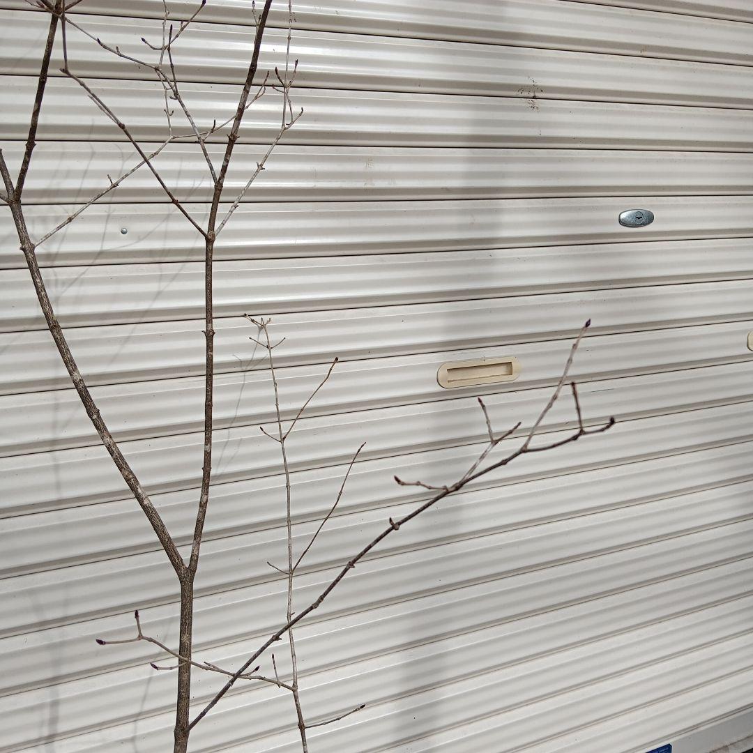 オトコヨウゾメ　山採り