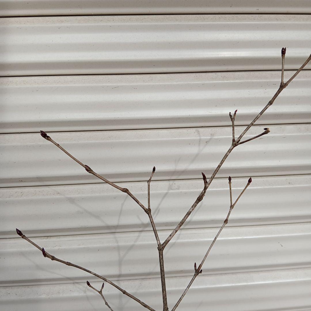 オトコヨウゾメ　山採り