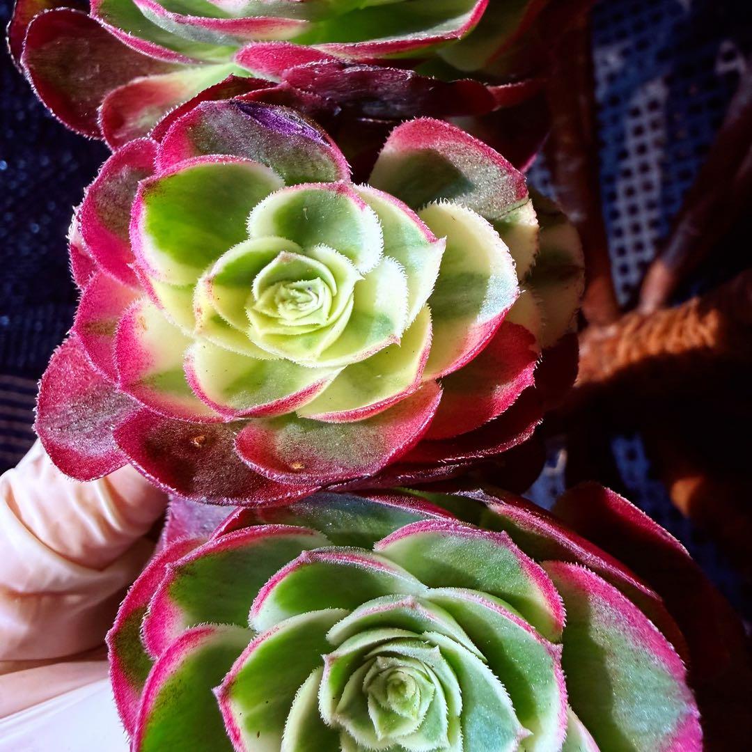 新入荷 超レア新品種 アエオニウム ロイヤルピーコック錦 法師錦 (超大