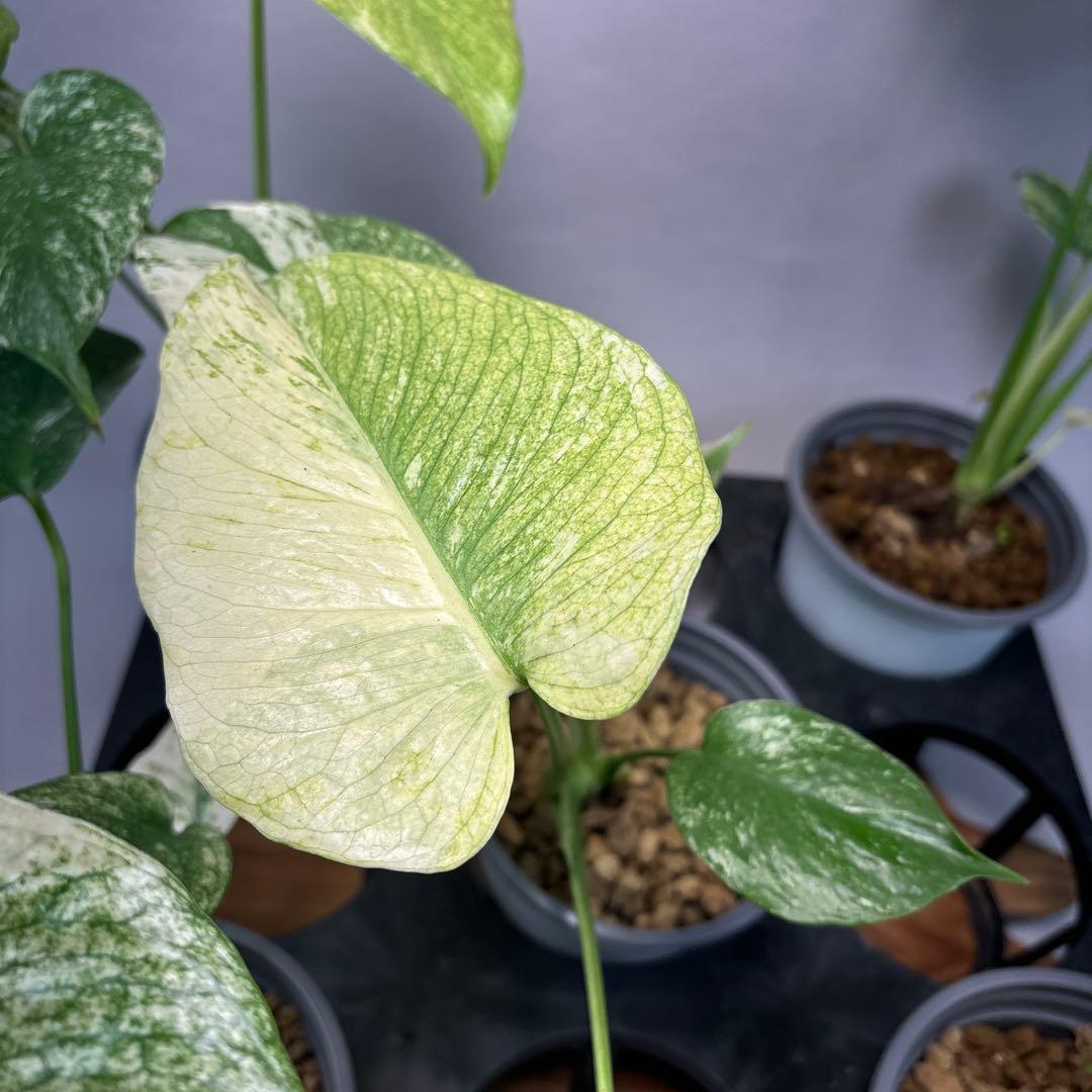 Z*O様 5株セットms15【特別選抜】ホワイトモンスター／天津蘭 モンステラ斑