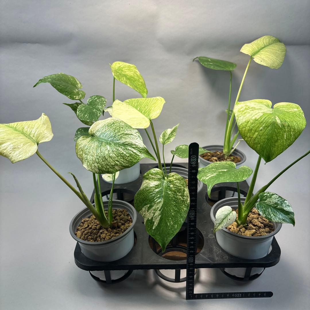 Z*O様 5株セットms15【特別選抜】ホワイトモンスター／天津蘭 モンステラ斑