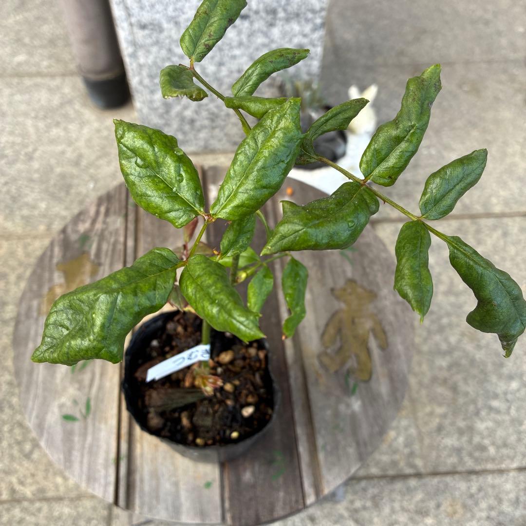 バラ苗　購入前にコメント