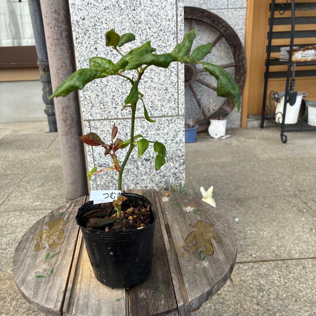 バラ苗　購入前にコメント