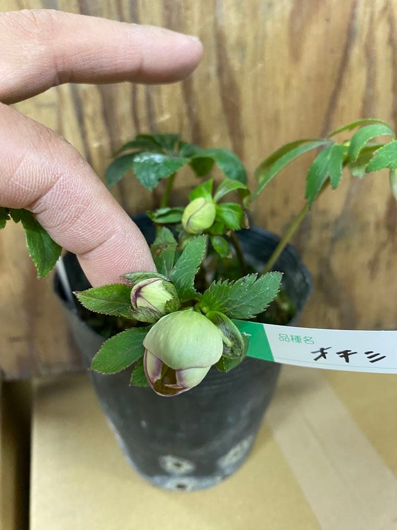 オキシ系 大木ナーセリー - メルカリ