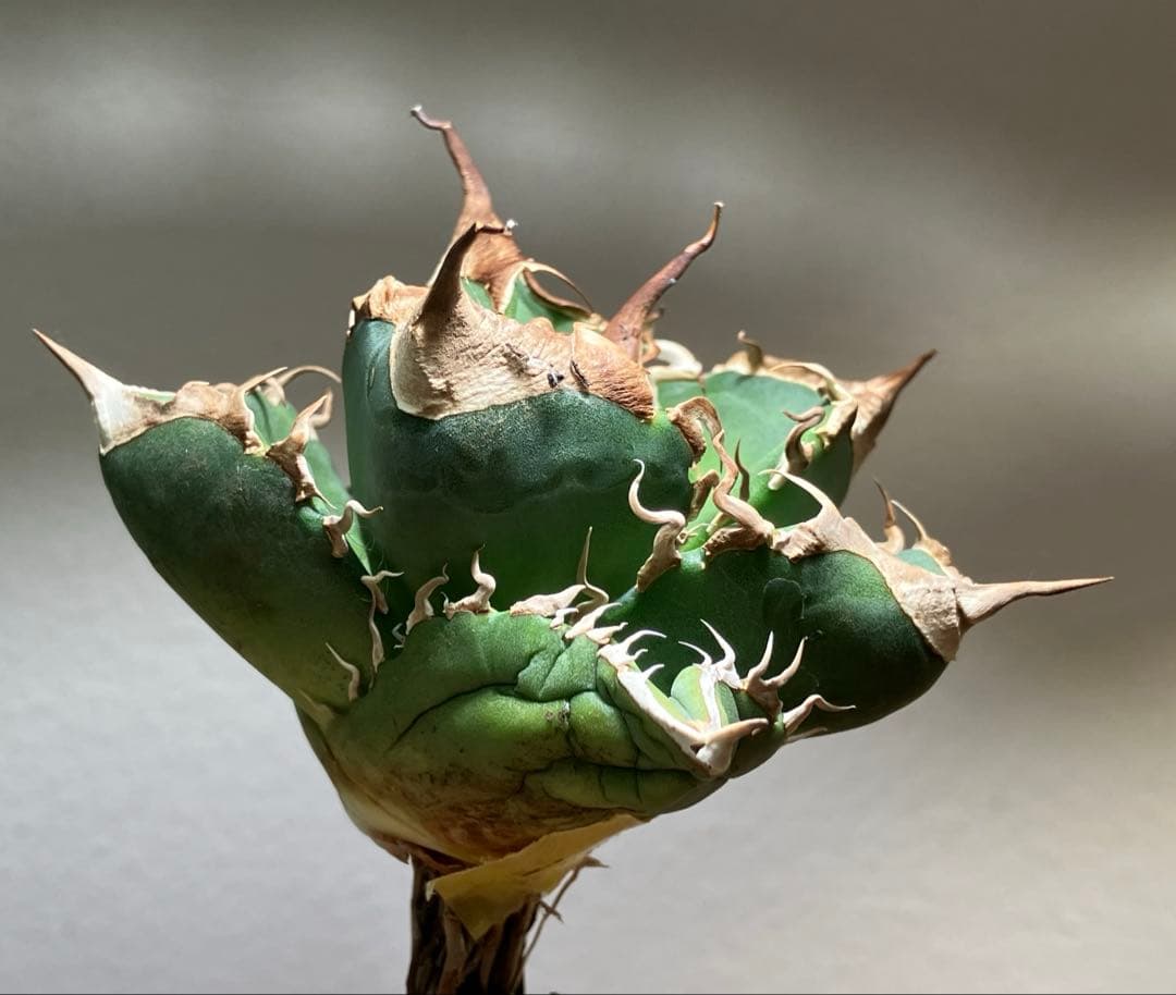 速達】超選抜 特大 太棘 長棘 アガべ チタノタ 雲雀 ヒバリ TC - メルカリ