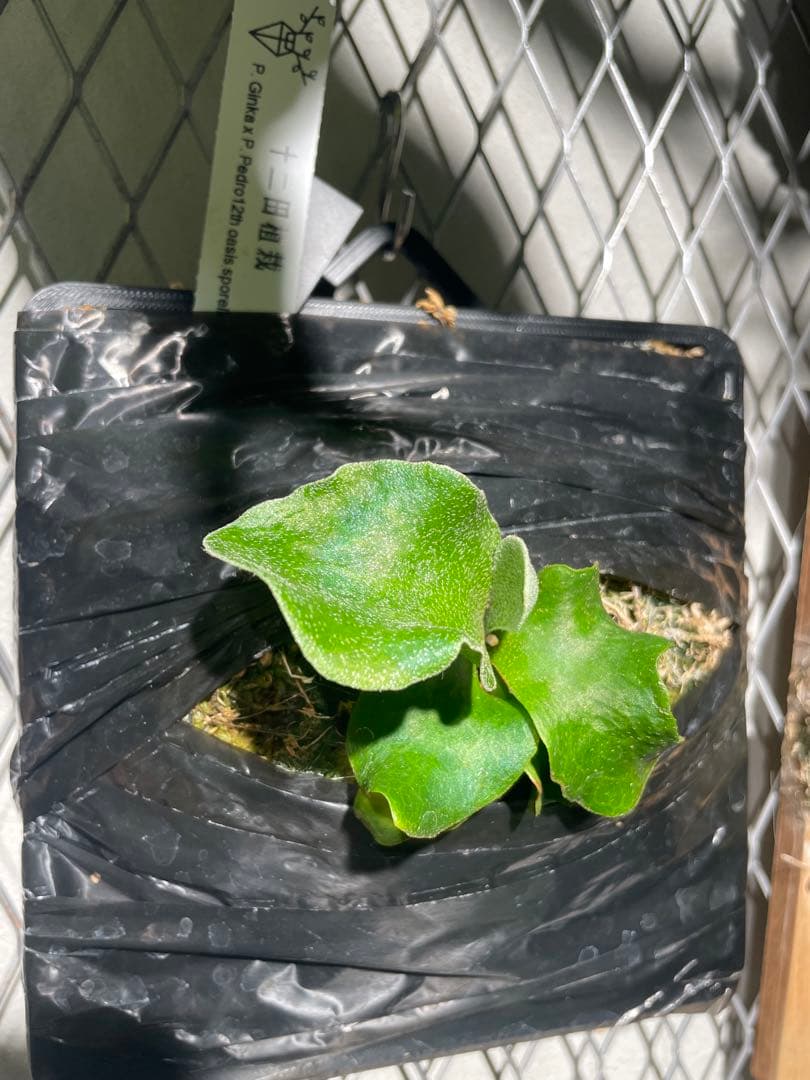 黒タグP. Ginka × P. Pedro sporelings ビカクシダ - メルカリ