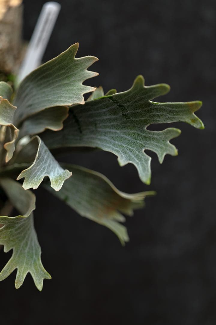 ビカクシダ P.willinckii \"Spur\" OC