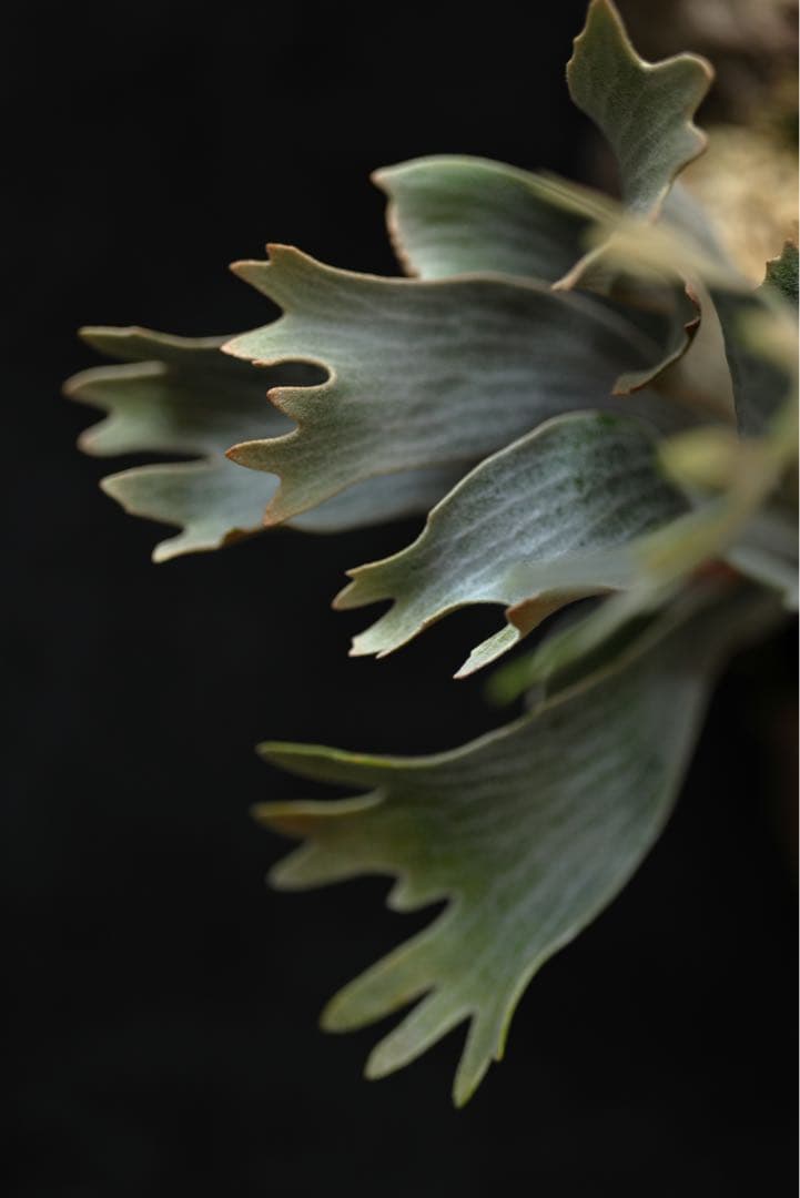 ビカクシダ P.willinckii \"Spur\" OC