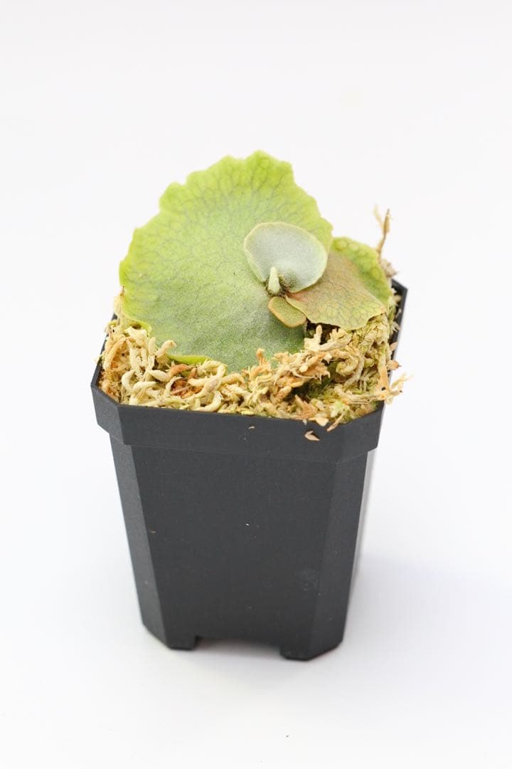 ビカクシダ P.willinckii \"Spur\" OC