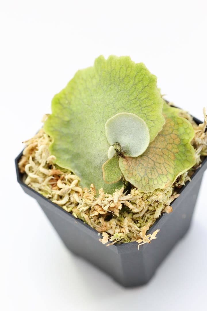 ビカクシダ P.willinckii \"Spur\" OC