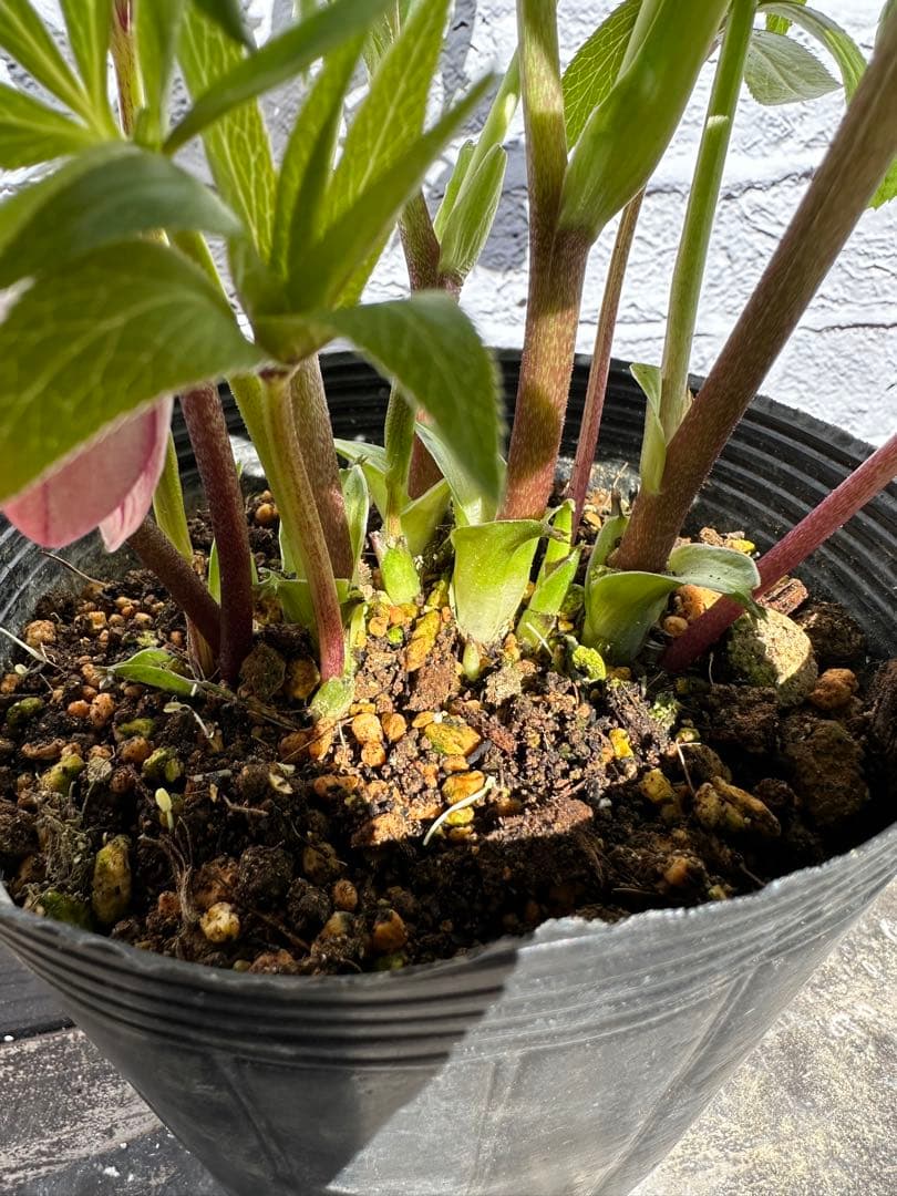 クリスマスローズ　プチドール　横山園芸　開花株