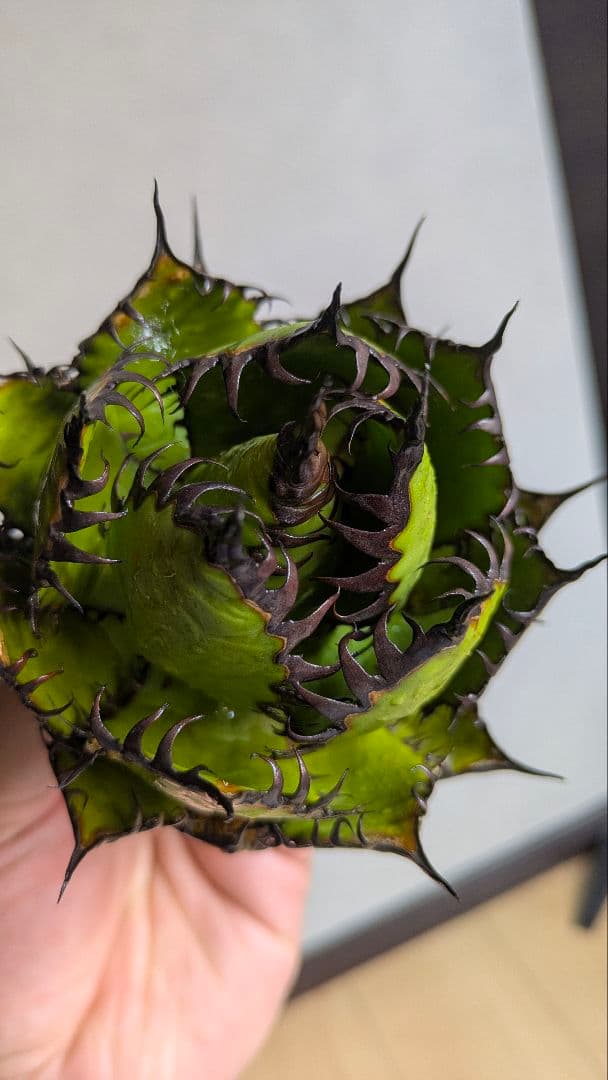 【超選抜】アガベ　ホリダ　短葉　強棘②検チタノタ　オテロイ　オアハカ　実生　陽炎