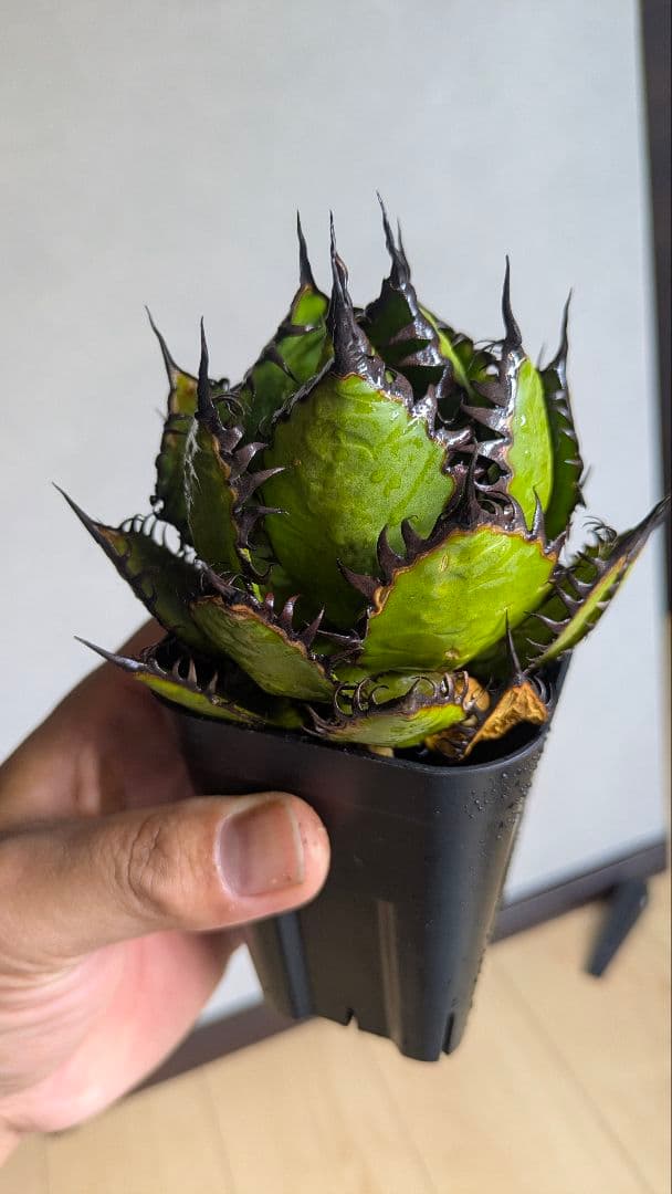 【超選抜】アガベ　ホリダ　短葉　強棘②検チタノタ　オテロイ　オアハカ　実生　陽炎