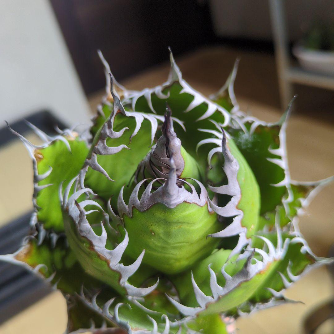 【超選抜】アガベ　ホリダ　短葉　強棘②検チタノタ　オテロイ　オアハカ　実生　陽炎