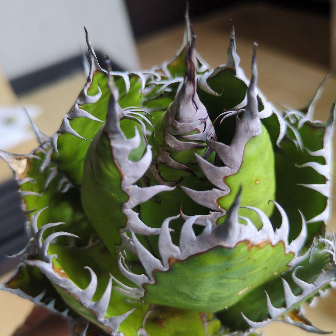 【超選抜】アガベ　ホリダ　短葉　強棘②検チタノタ　オテロイ　オアハカ　実生　陽炎